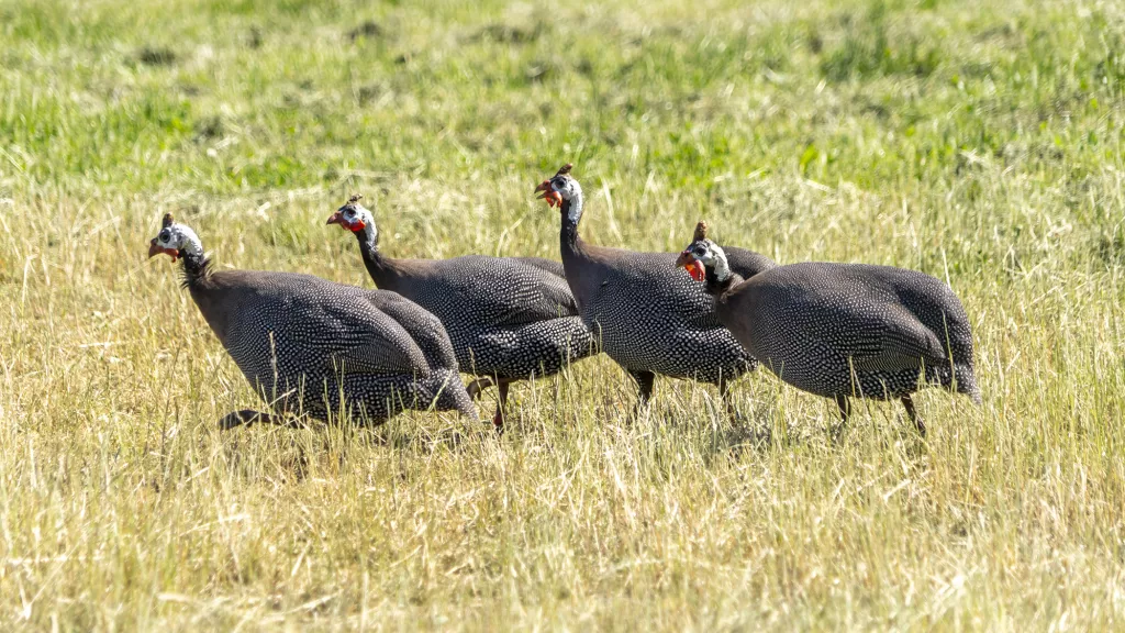 Helmperlhuhn