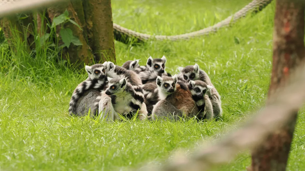 Lesbian jinsiy aloqa lesbiyan rasmlar Xotin dosti bilan chodirda