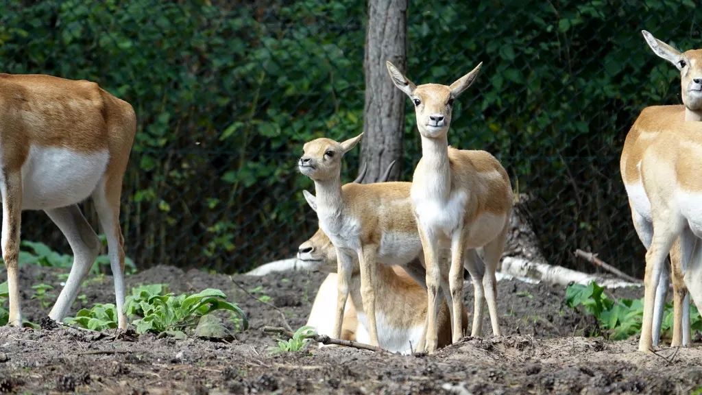 Hirschziegenantilope