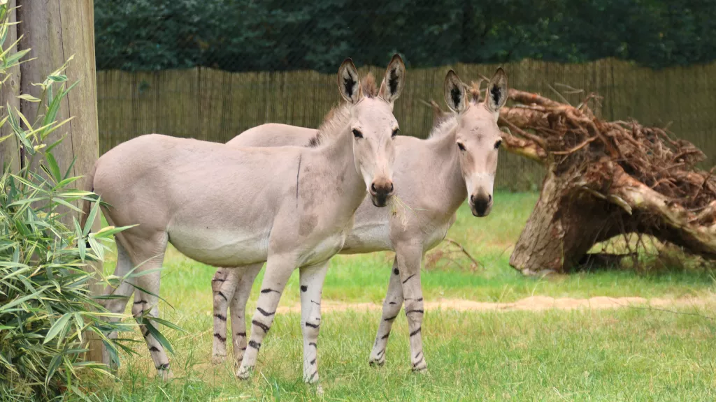 Somali-Wildesel