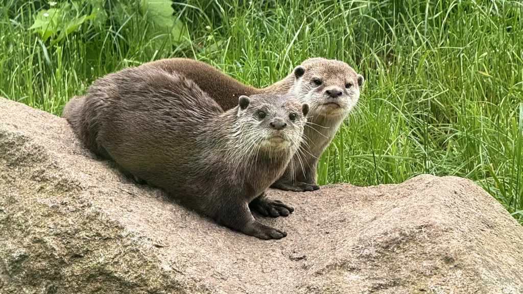 Zwergkrallenotter
