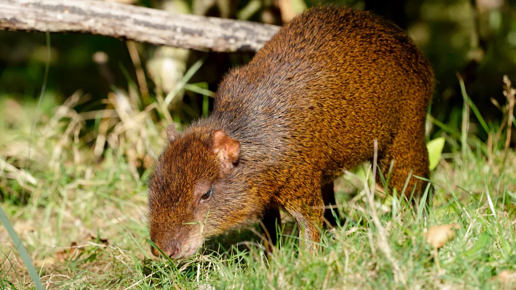 Aguti - Serengeti Park