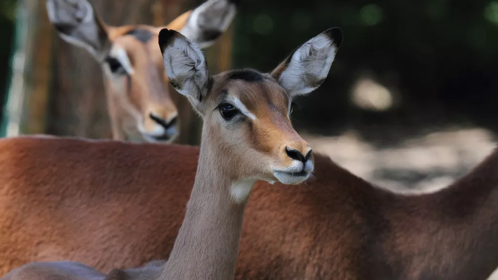 Impala