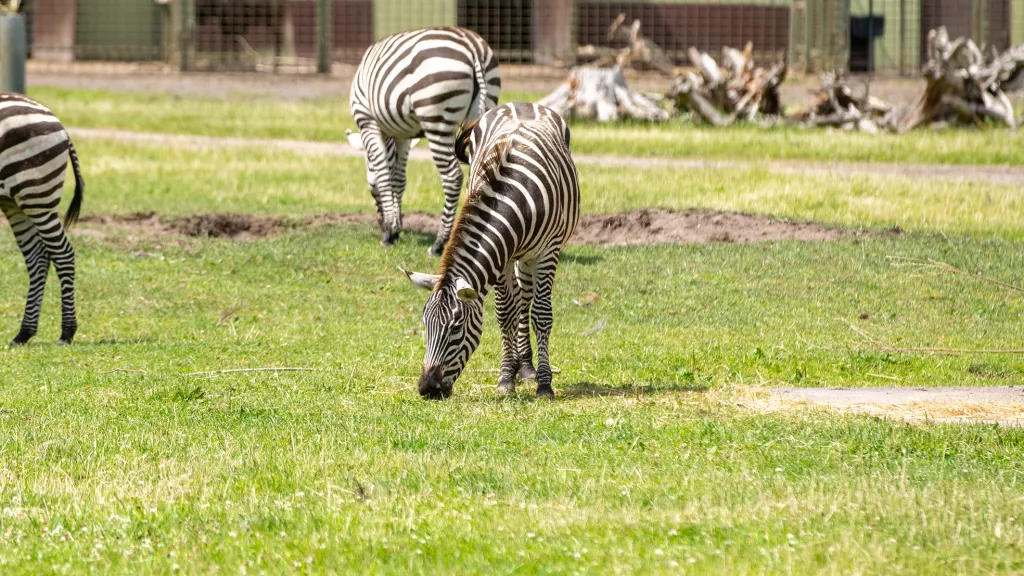GrantZebra