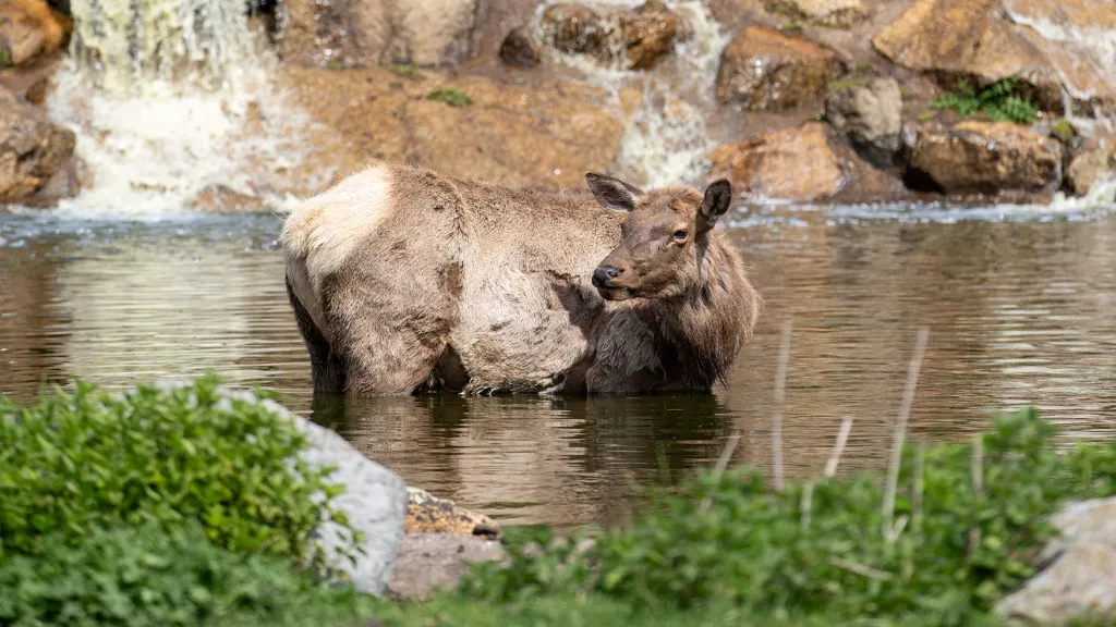 Wapiti