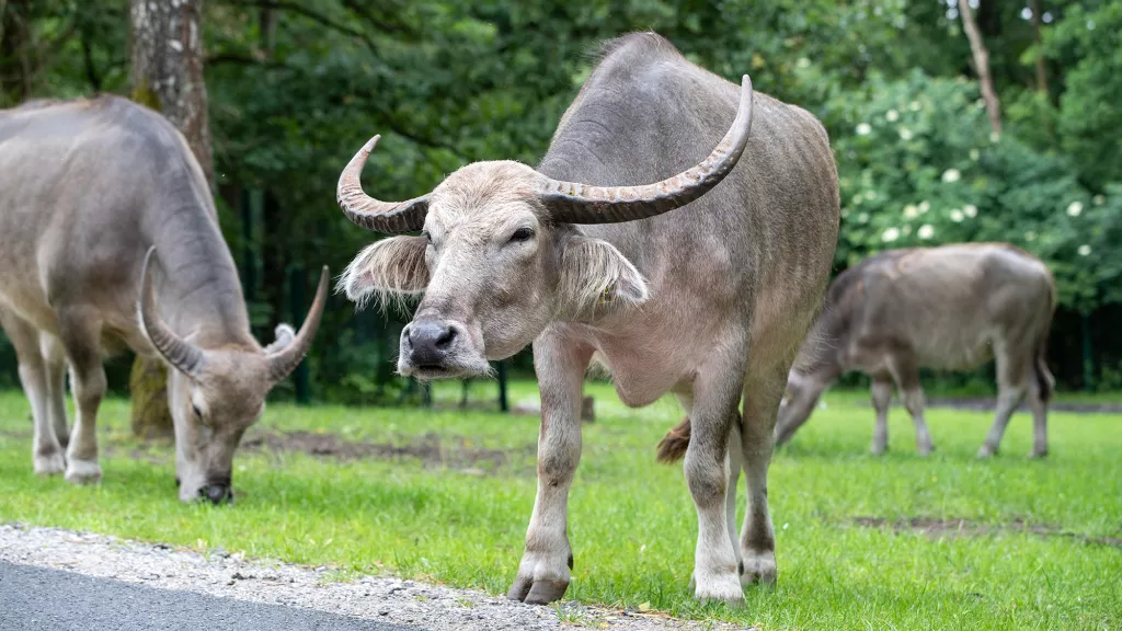 KerabauWasserbüffel