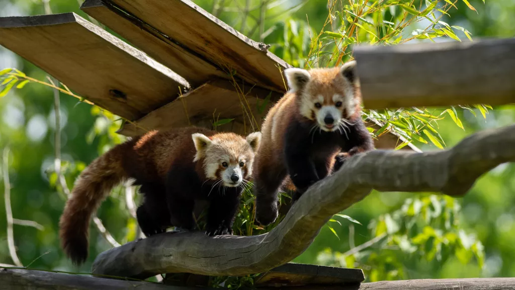 RoterPanda