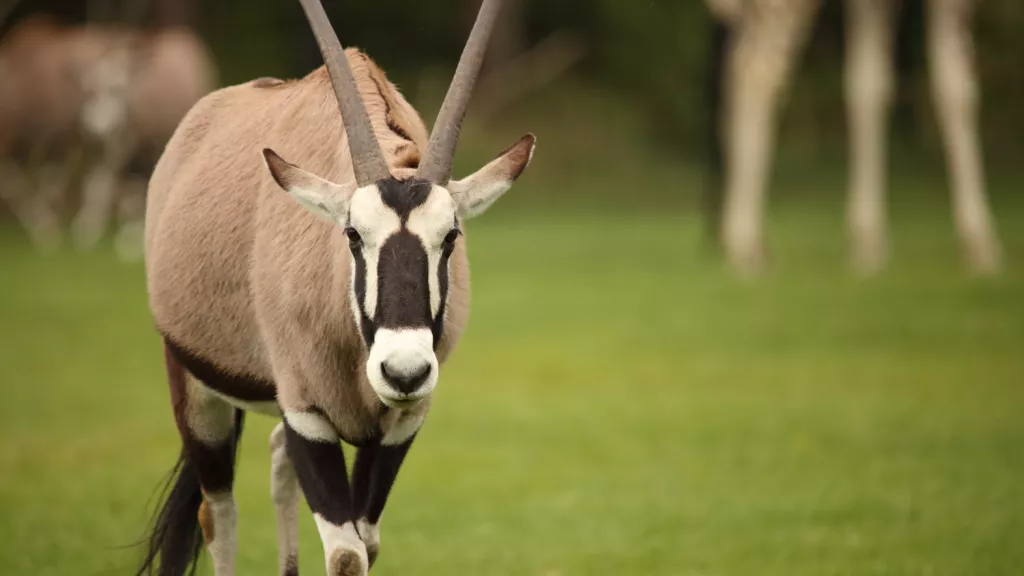 Spiessbock