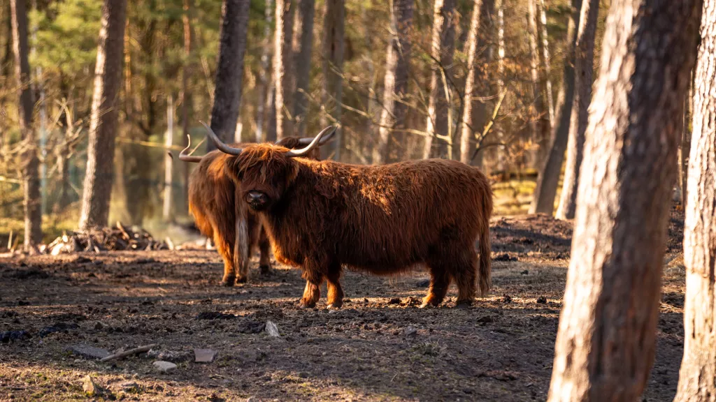 SchottischesHochlandrind_Patentier