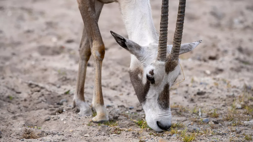 Arabische Oryx