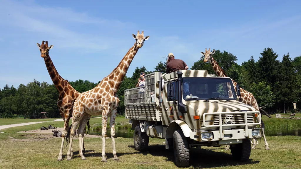 Unimog mit Giraffe