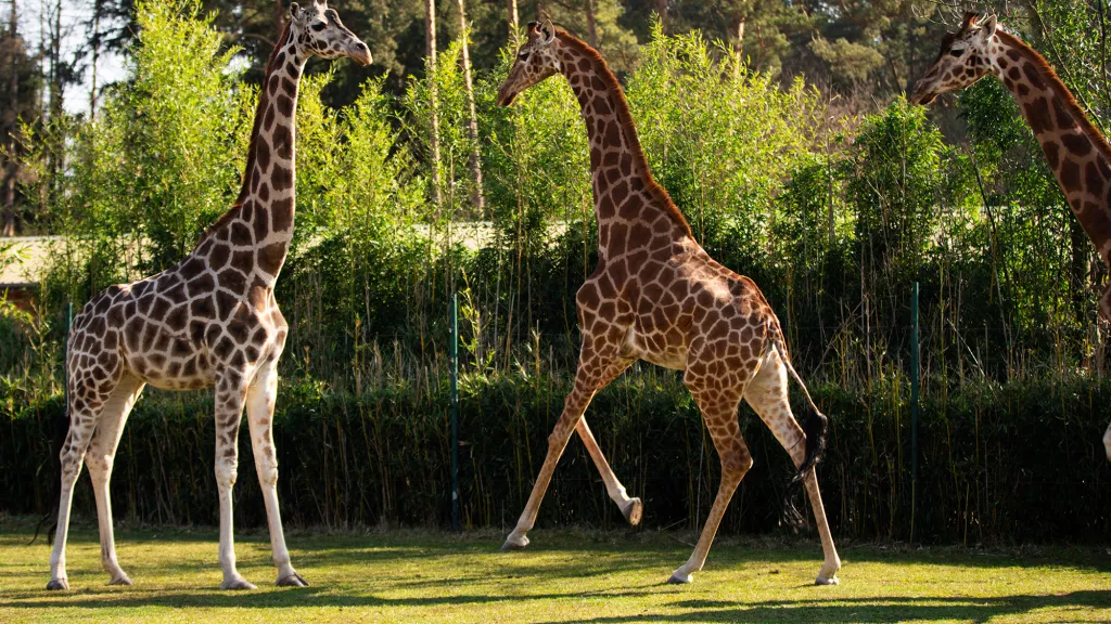 Rothschildgiraffe