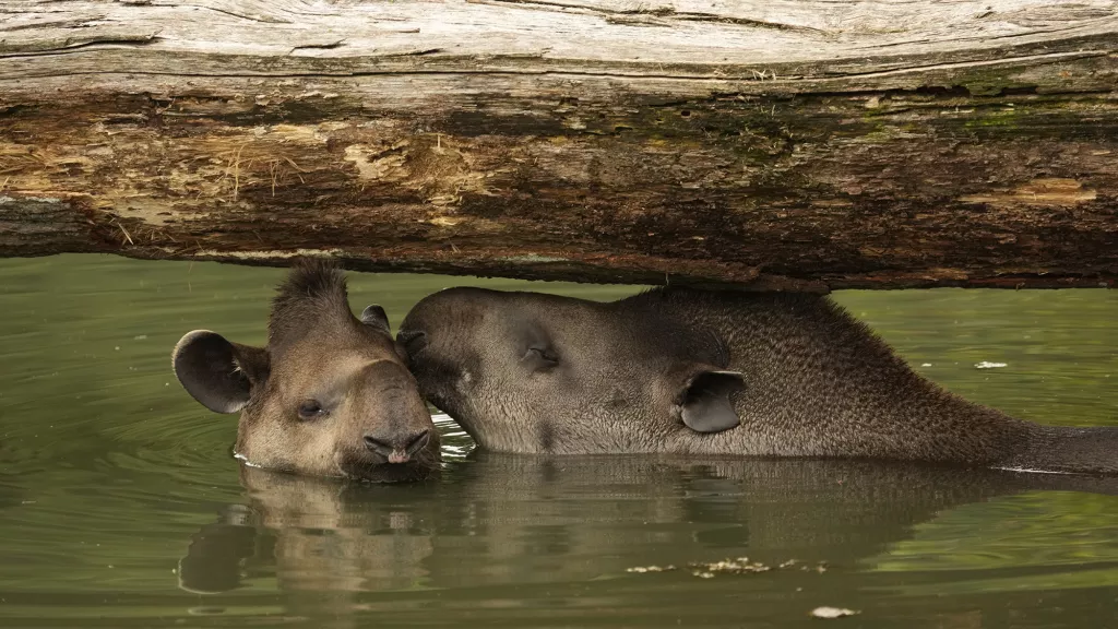 Tapir