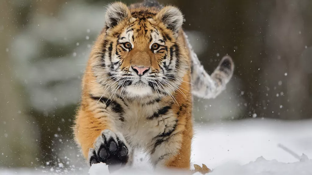 SibirischeTiger_2000x1250px_150dpi_web