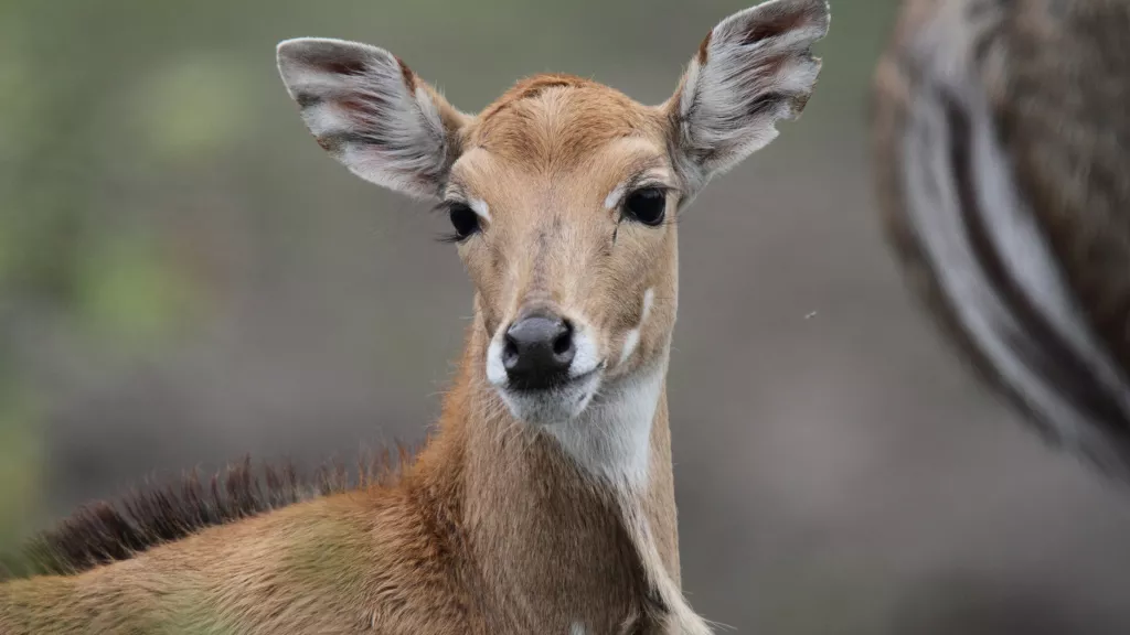 Nilgauantilope