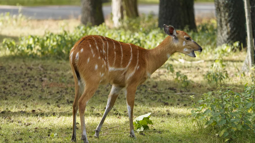 Sitatunga_web