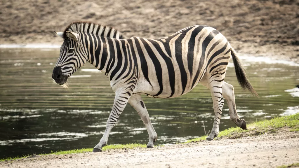 Zebra 2