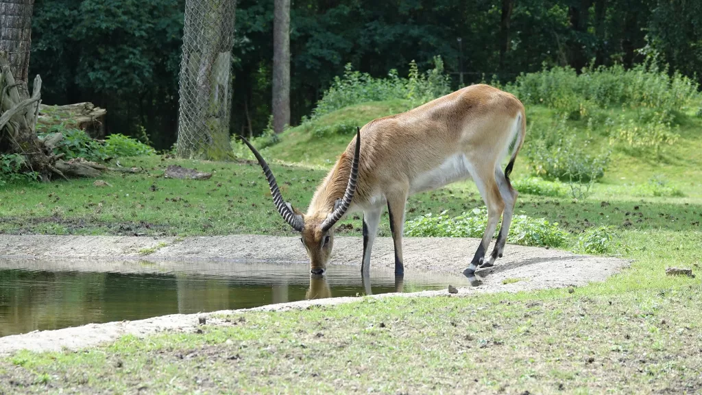 Litschi-Wasserbock