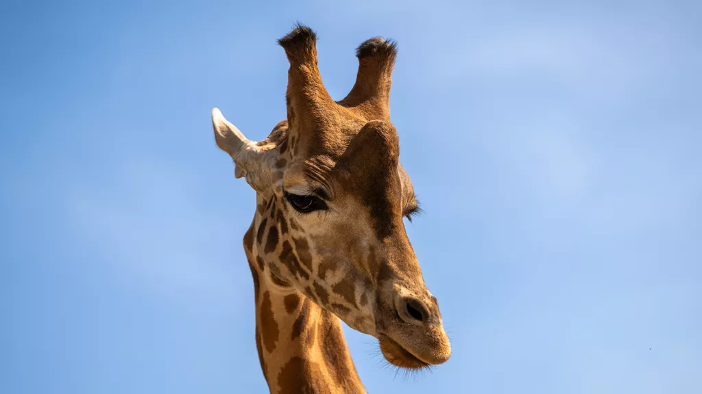 Kordofangiraffe