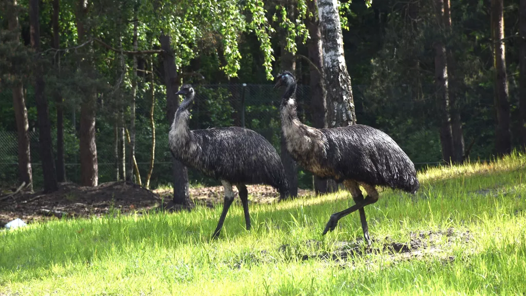 Großer Emu