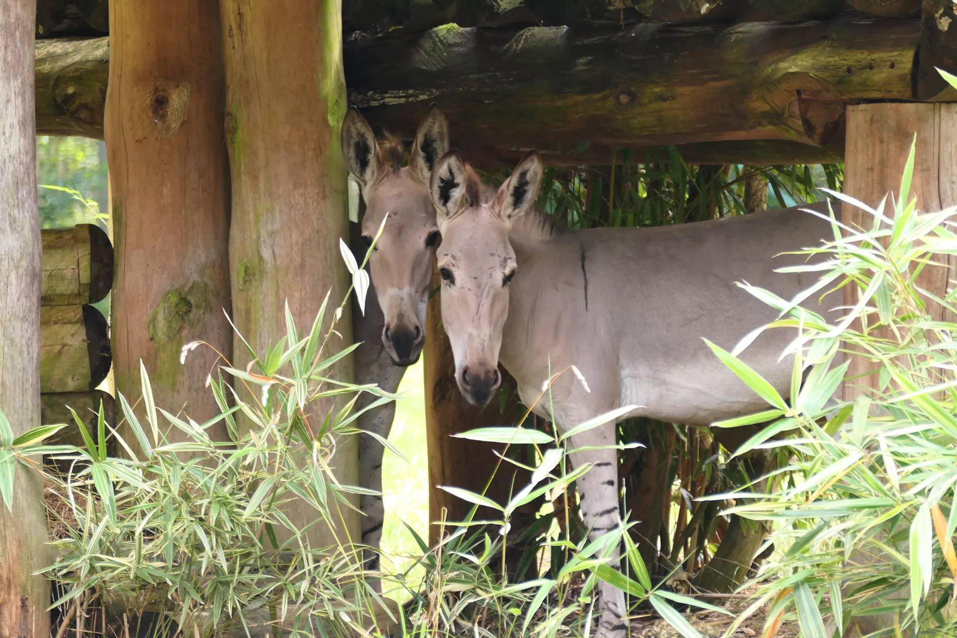 Somali-Wildesel