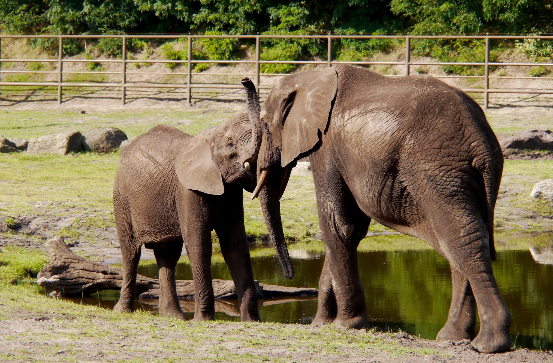 Afrikanischer Elefant