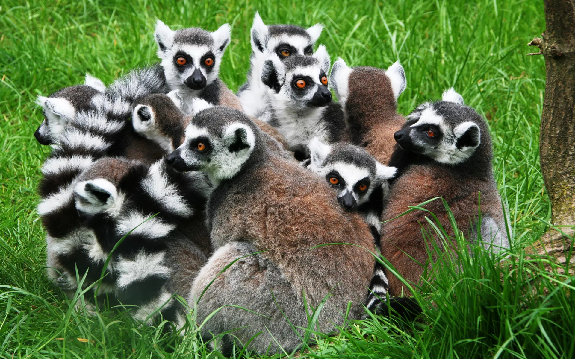 Katta Gruppenbild