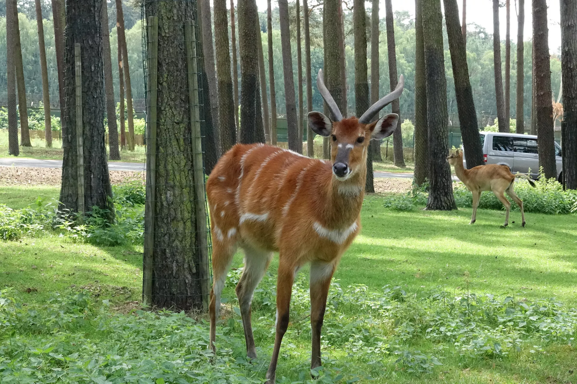 Sitatunga