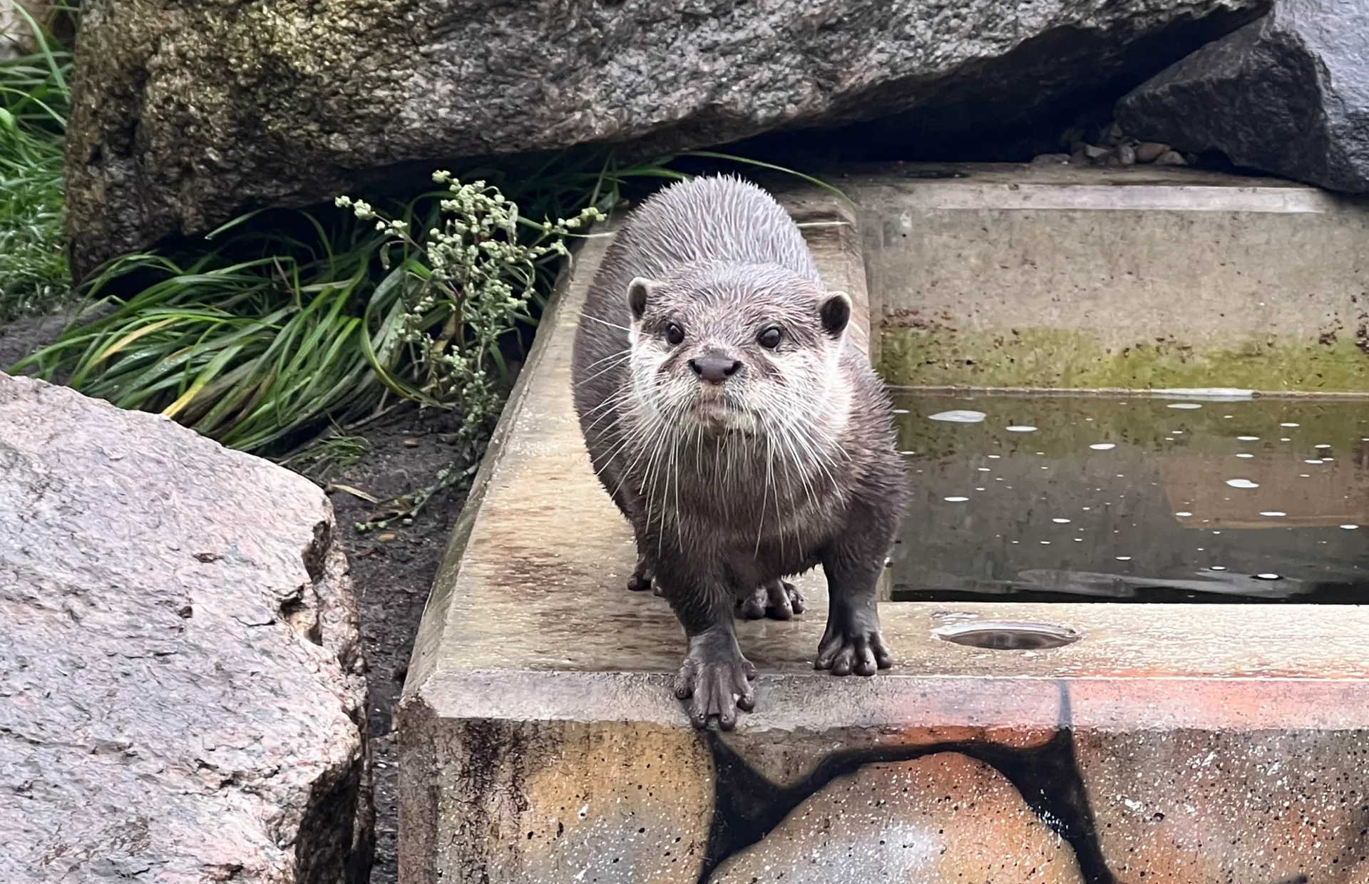 Zwergkrallenotter