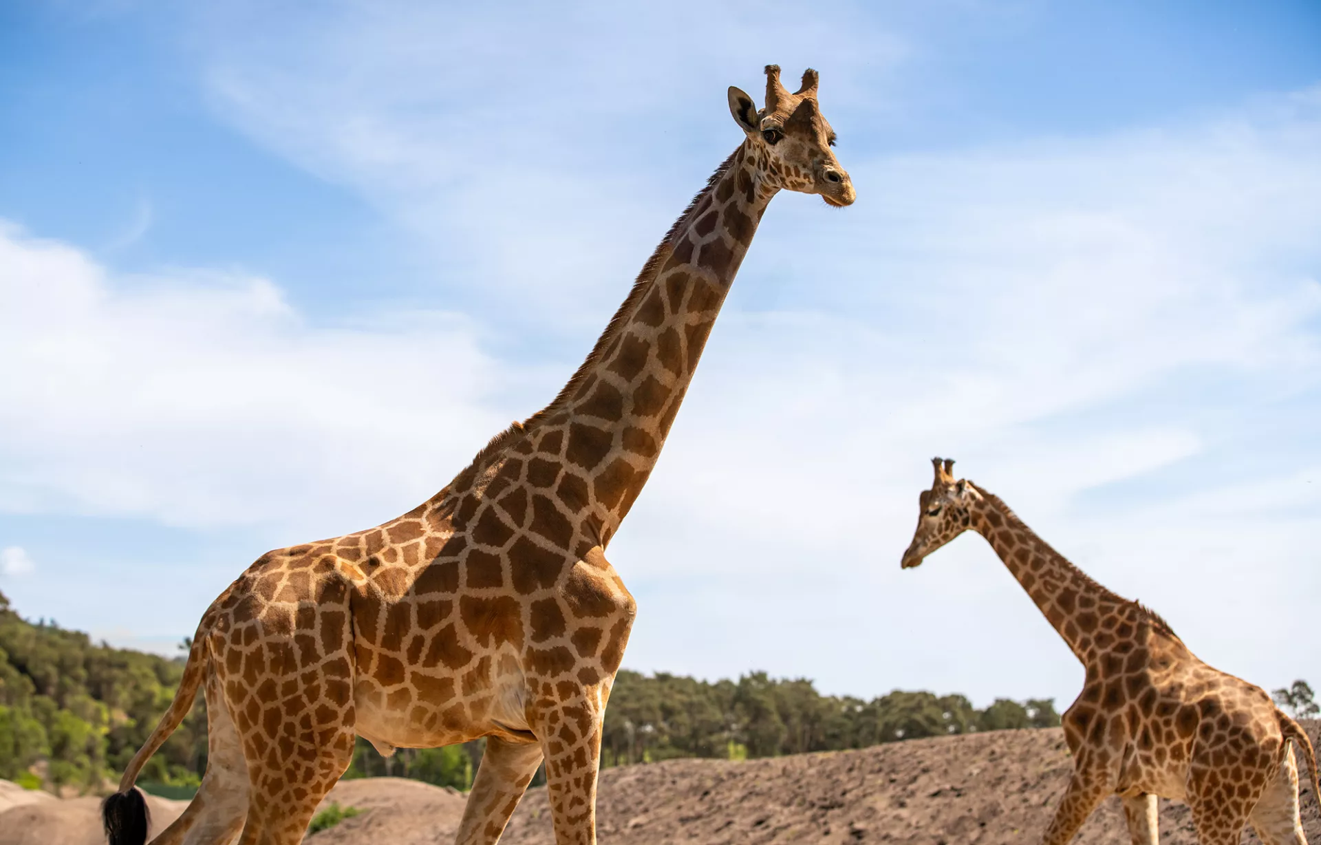 Kordofangiraffen