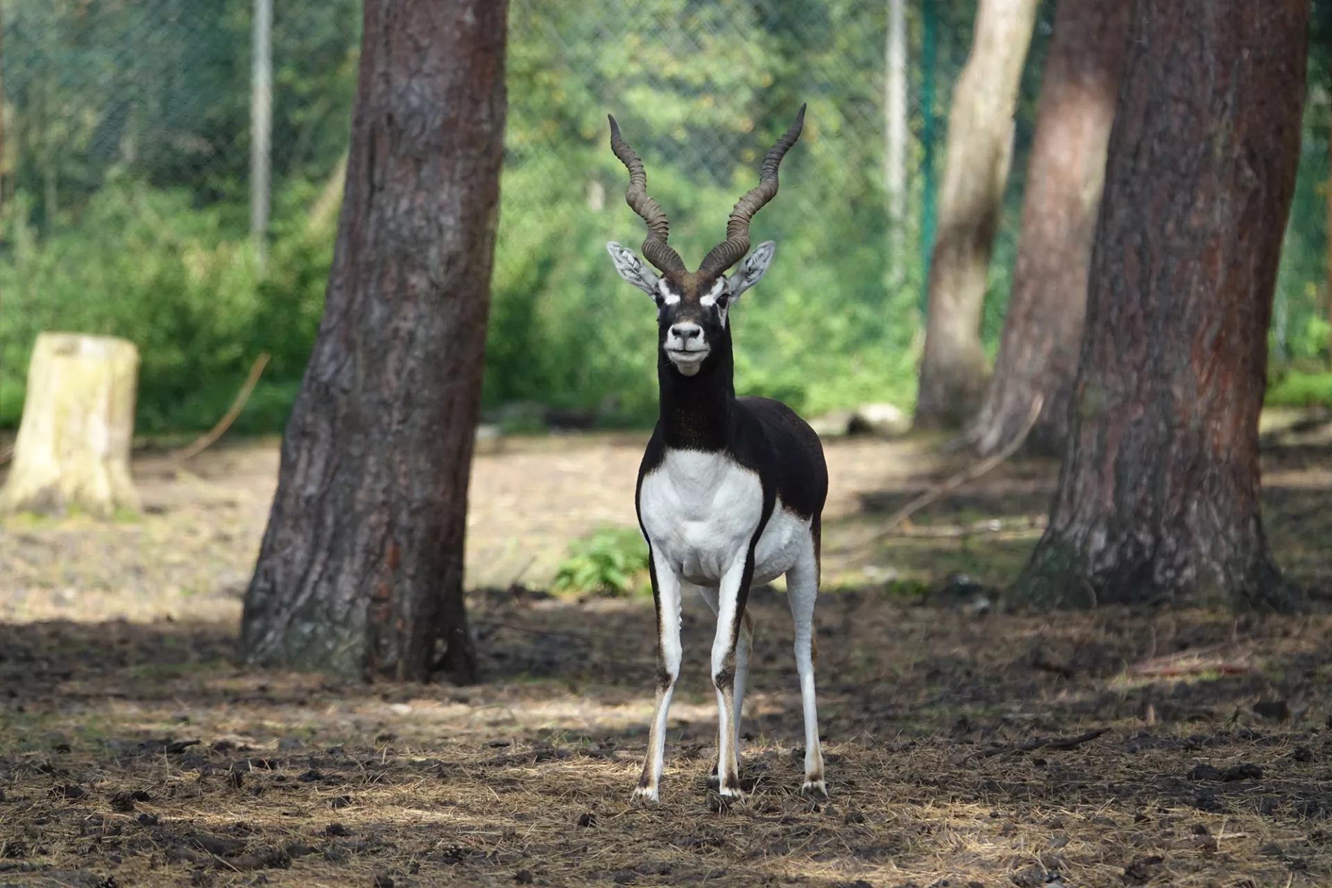 Hirschziegenantilope_Patentier