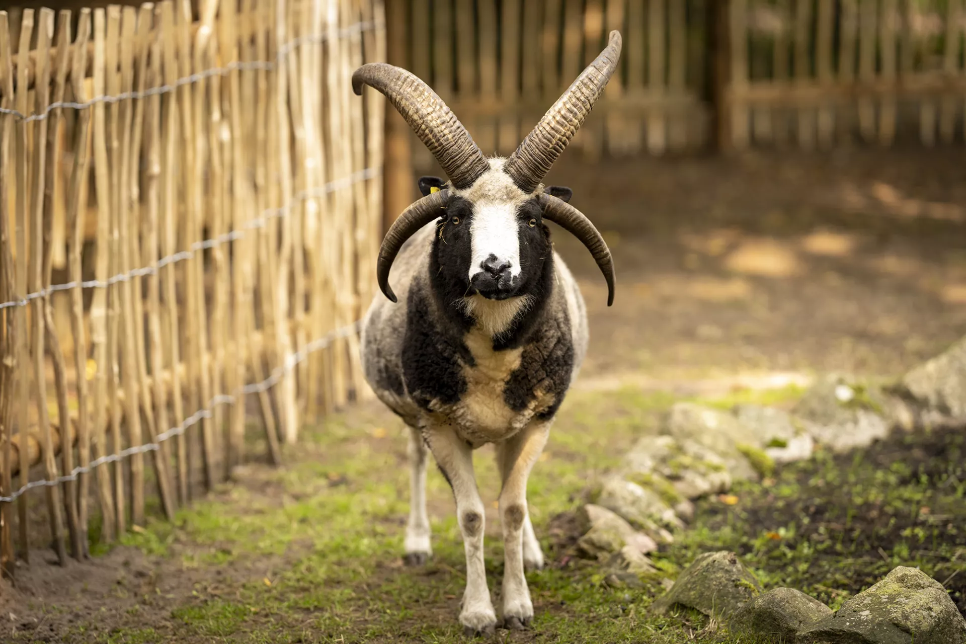 Jakobschaf