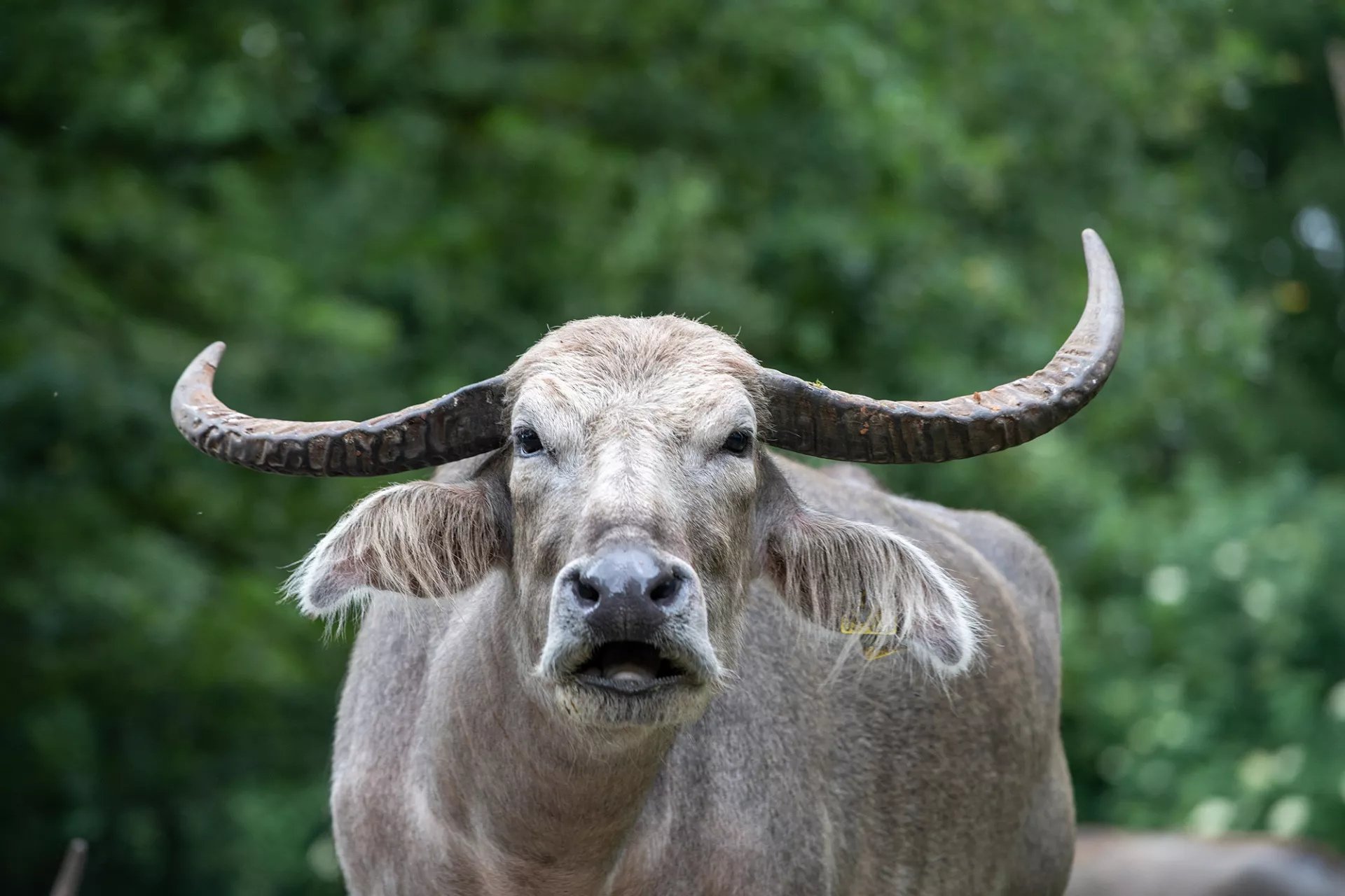 KerabauWasserbüffel