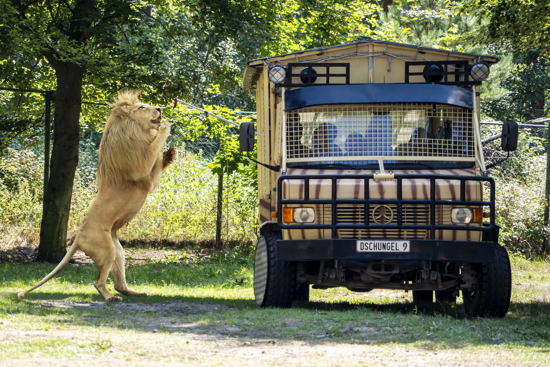 VIP-Raubtier-Safari_Weißer-Loewe