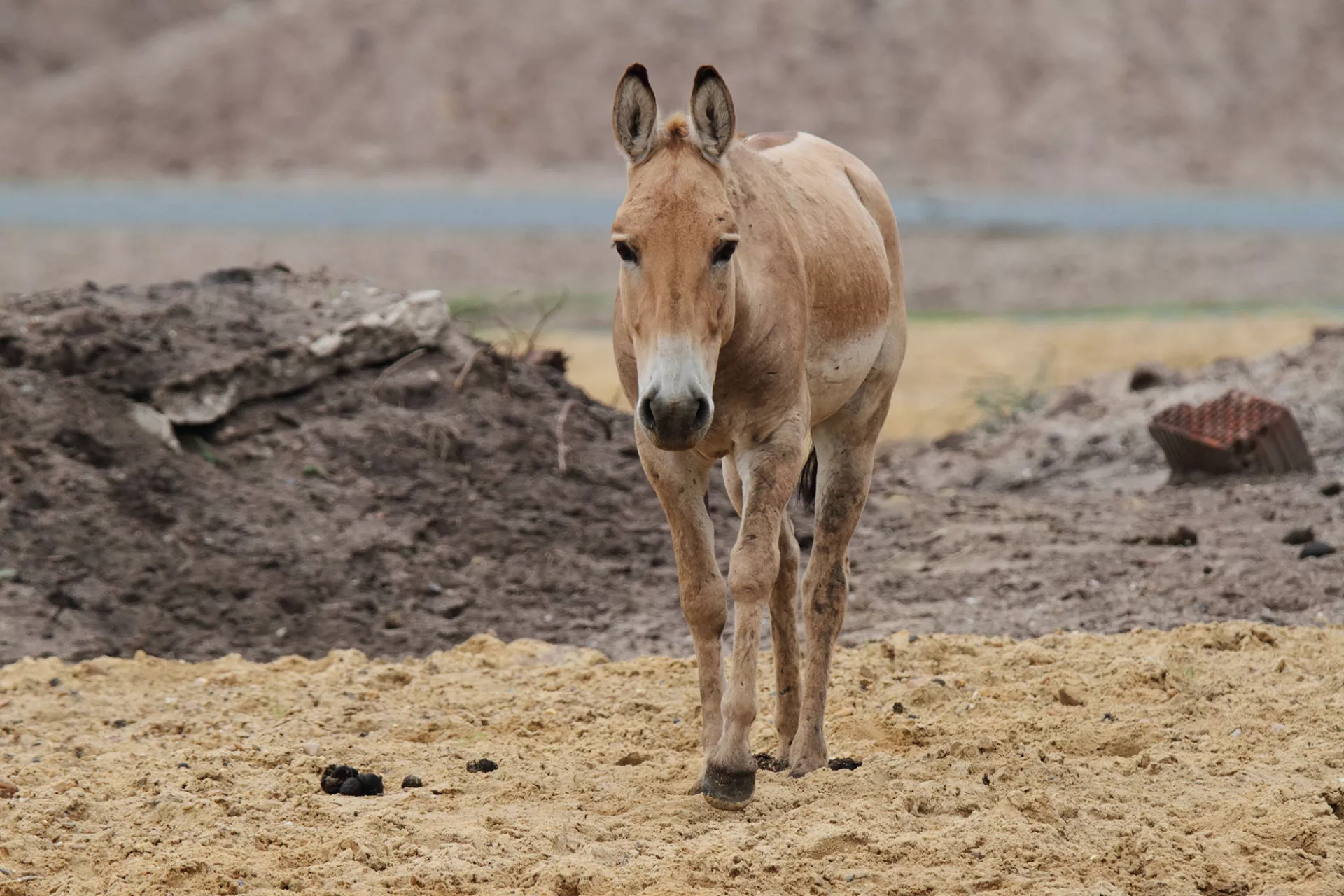 Kulan - Serengeti Park