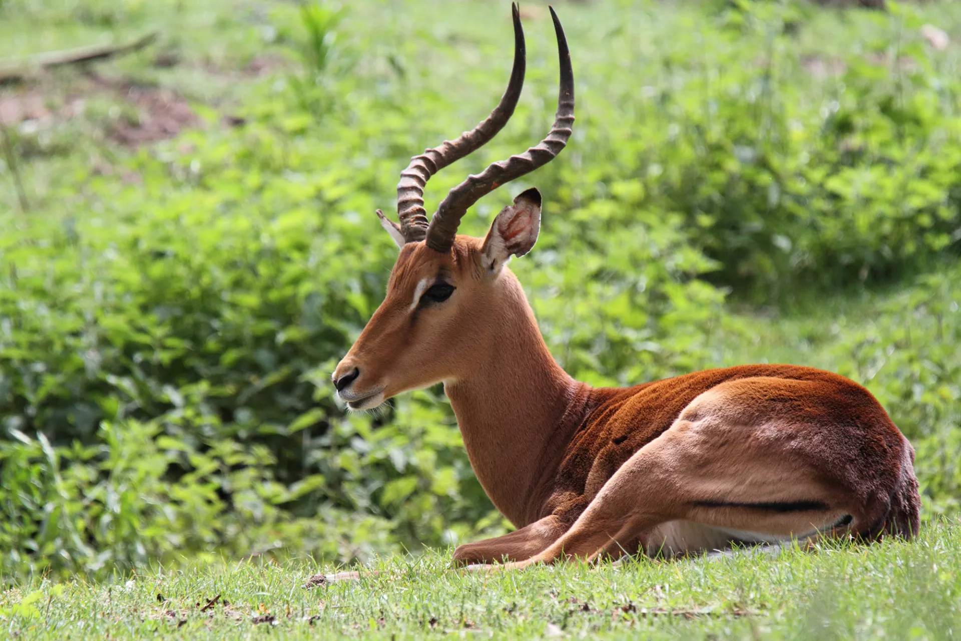 Impala