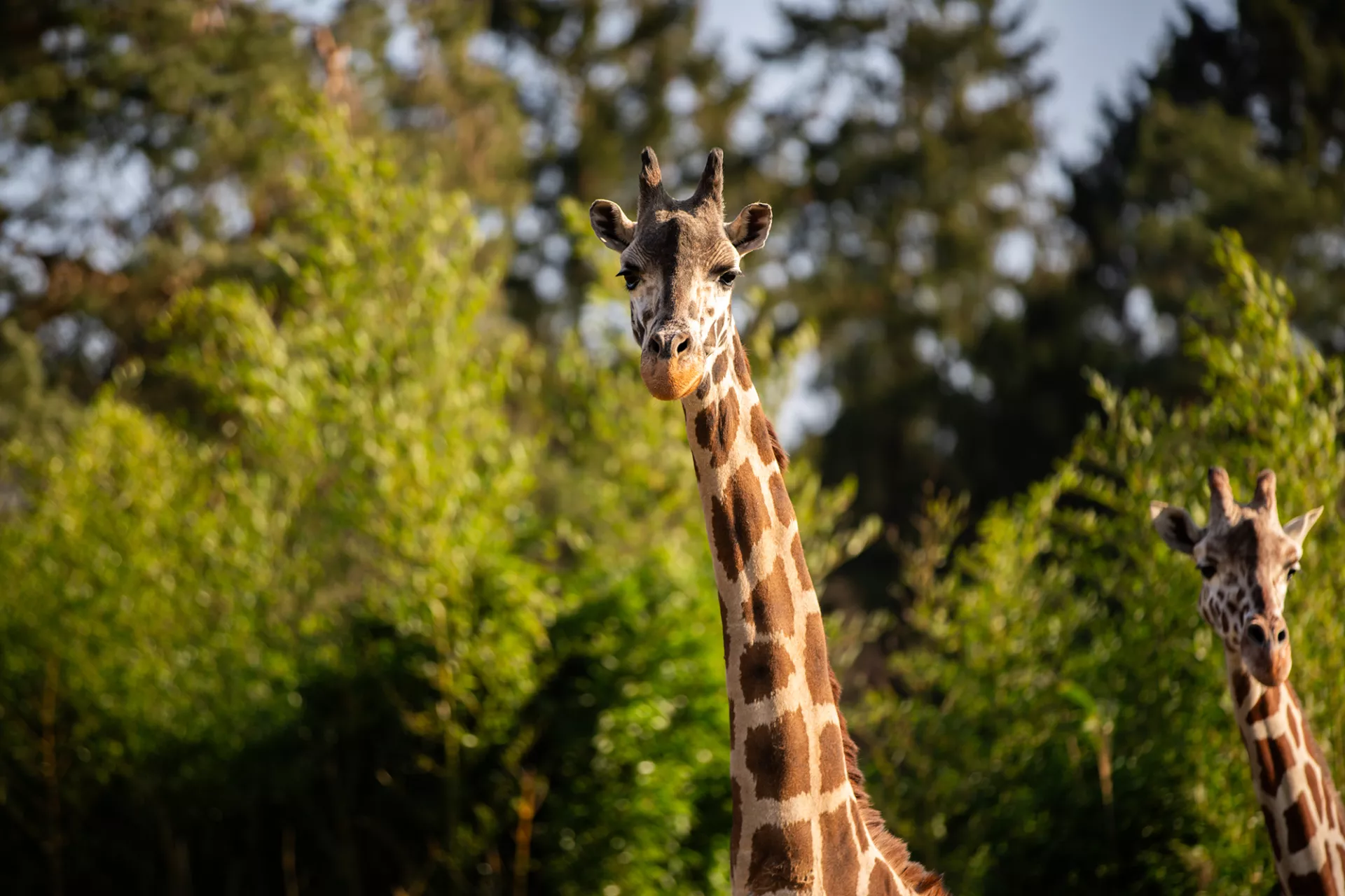 Rothschildgiraffe