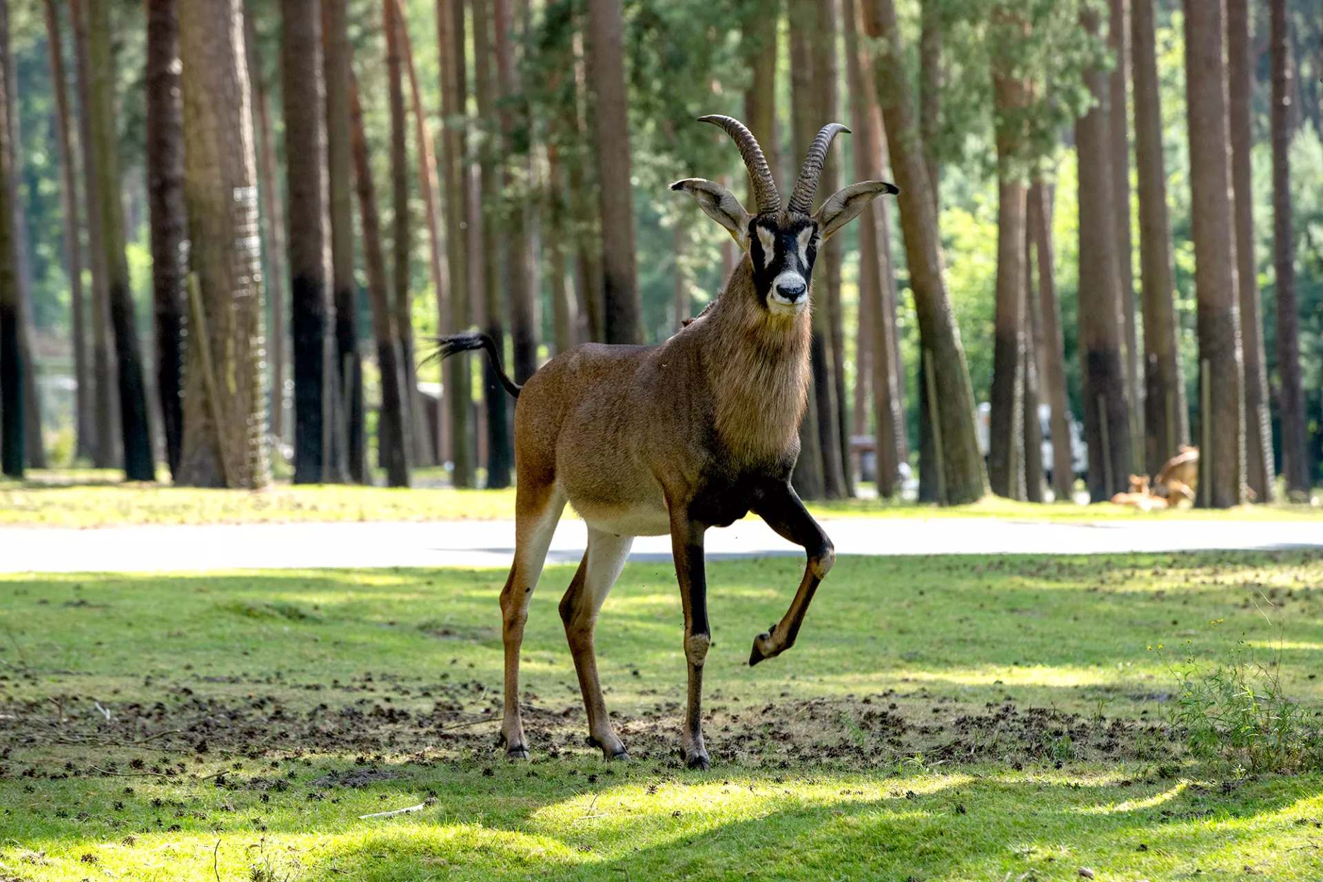 Pferdeantilope_Patentier