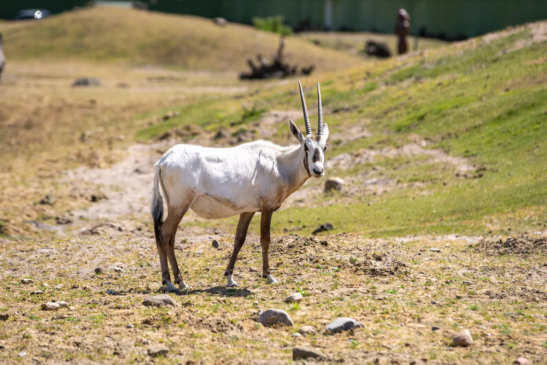 Arabische Oryx_Patentier