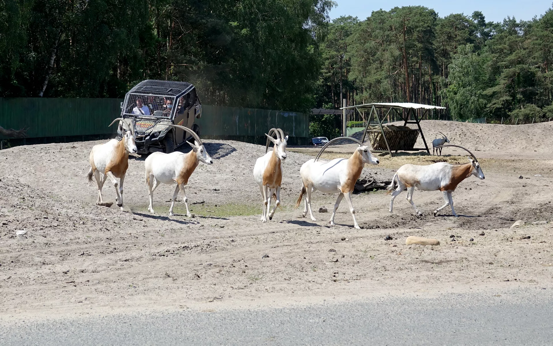 VIP-Quad-Safari