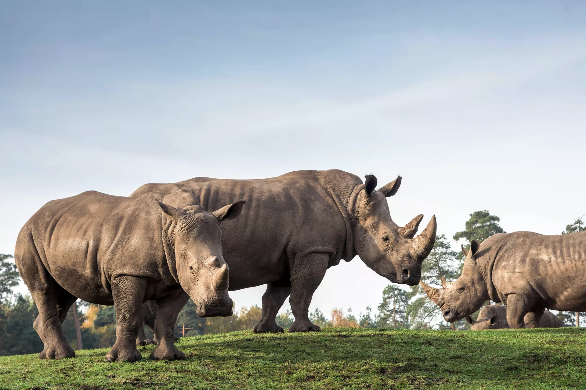 Breitmaulnashorn