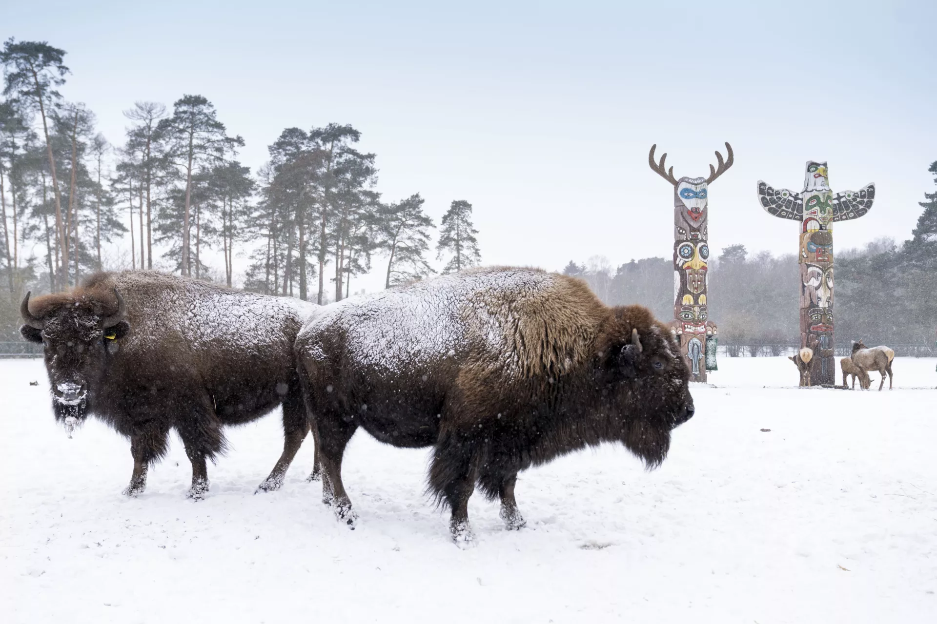 Bison