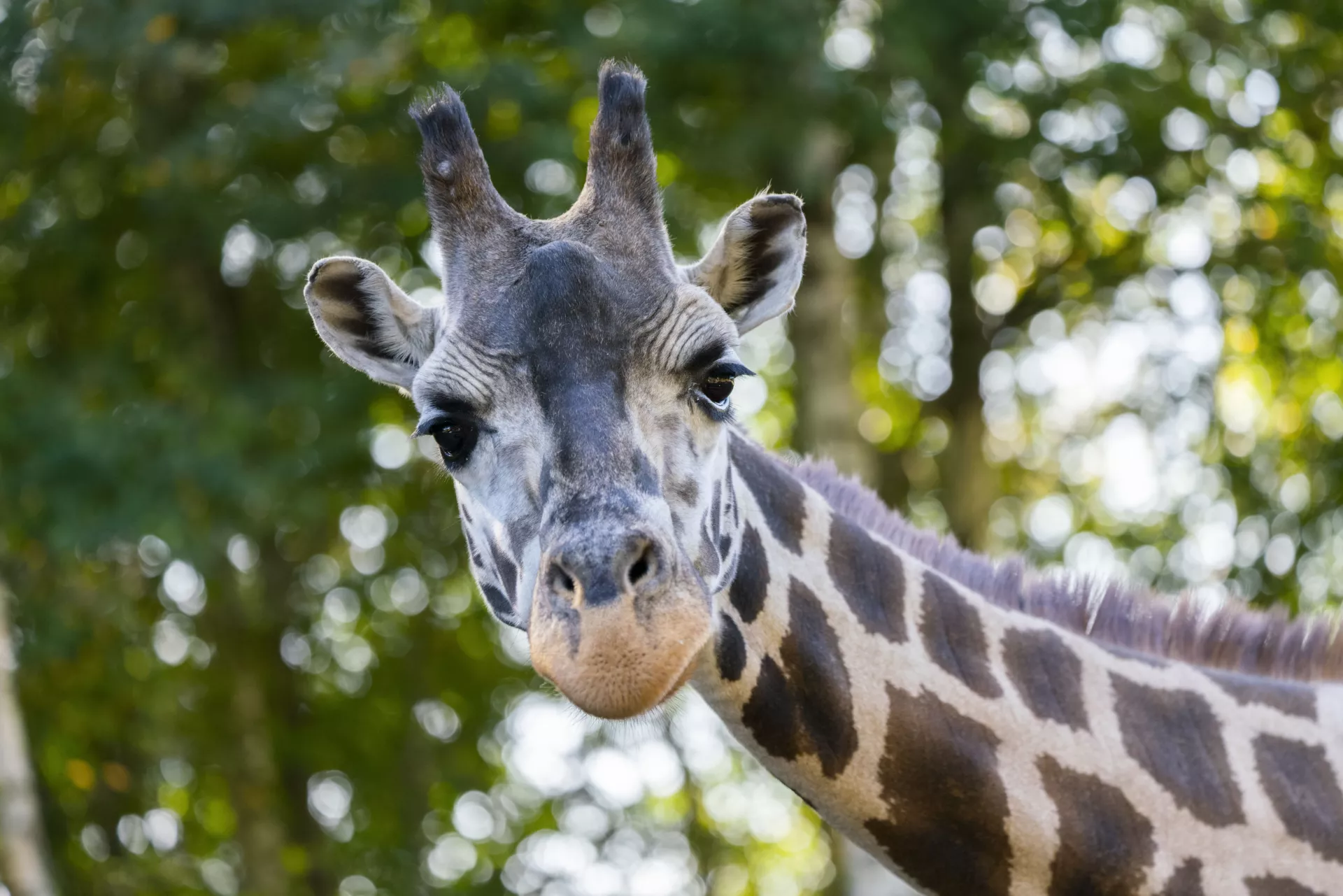 Giraffe 7