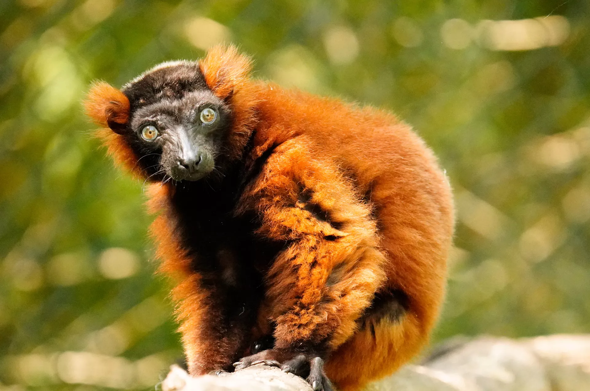 Roter Vari - Serengeti Park