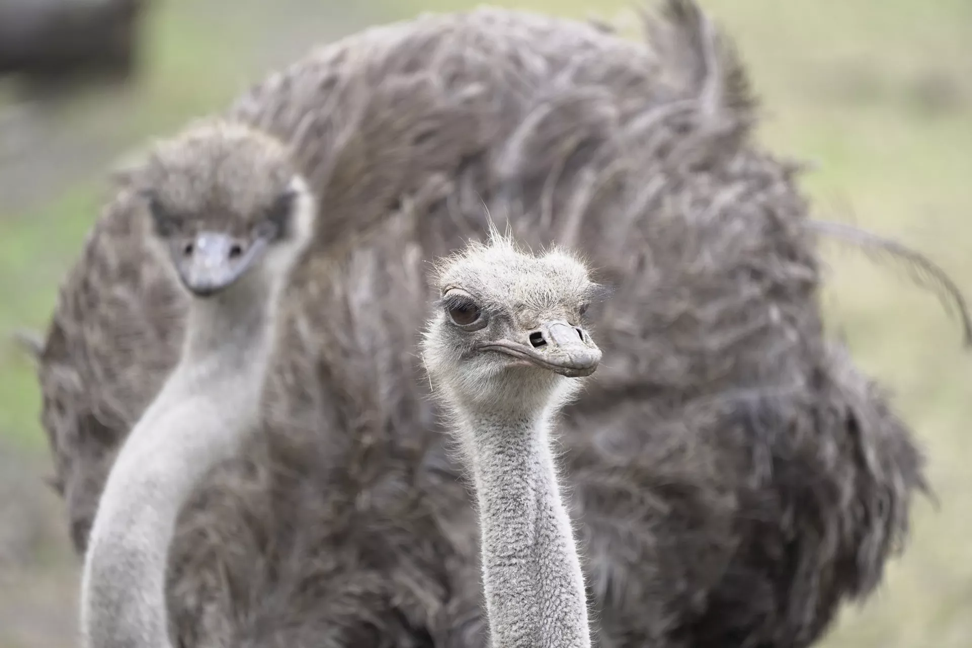 Strauß - Serengeti Park