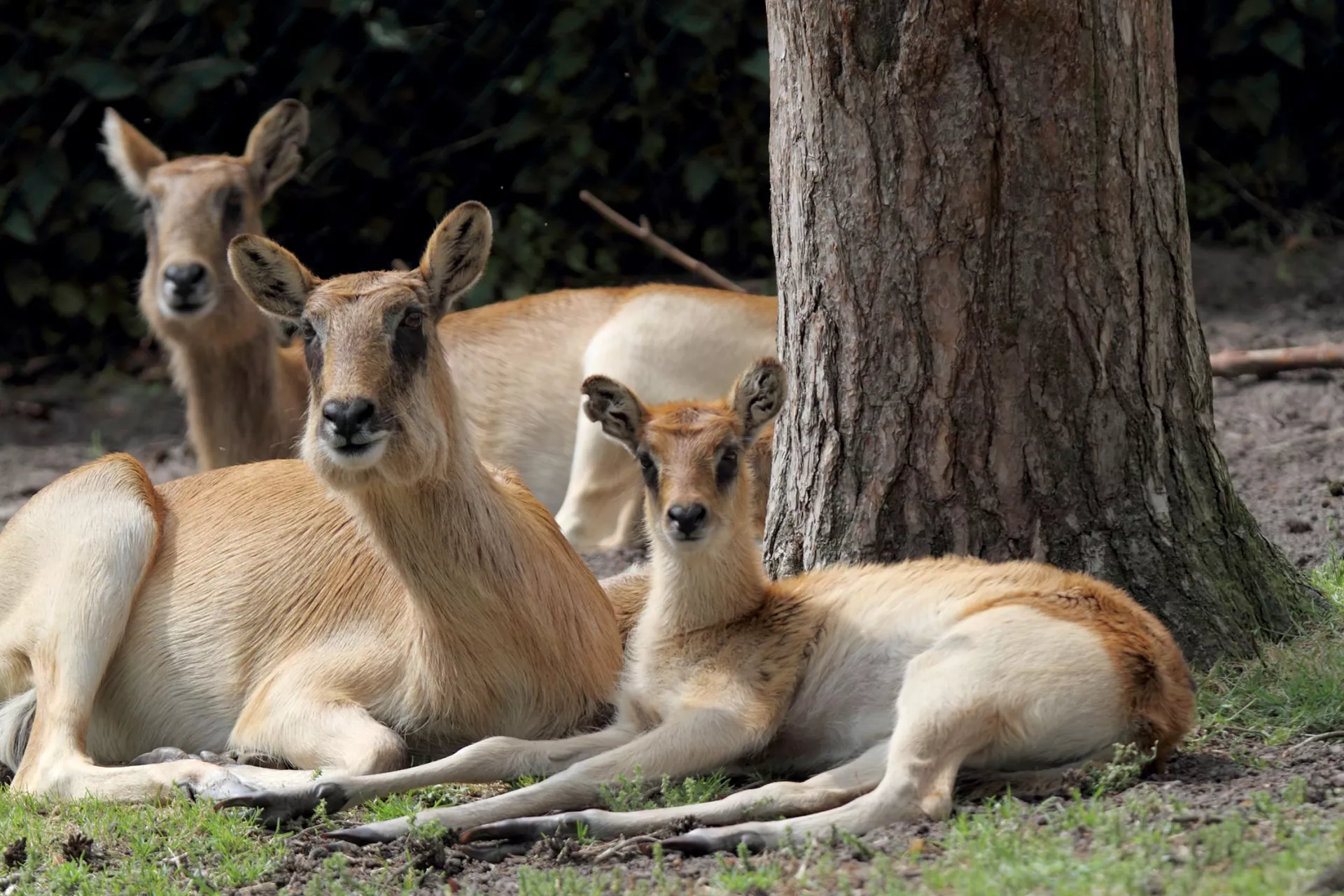 Weißnacken Moorantilope 1