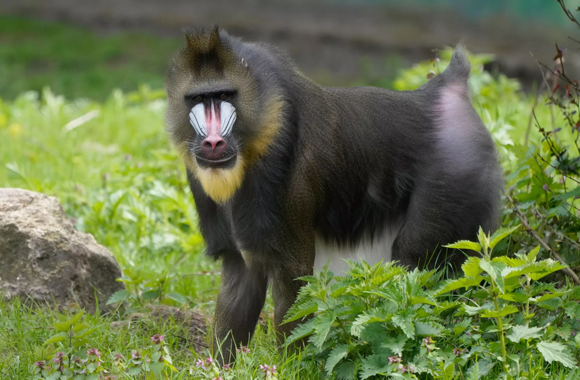 Mandrill