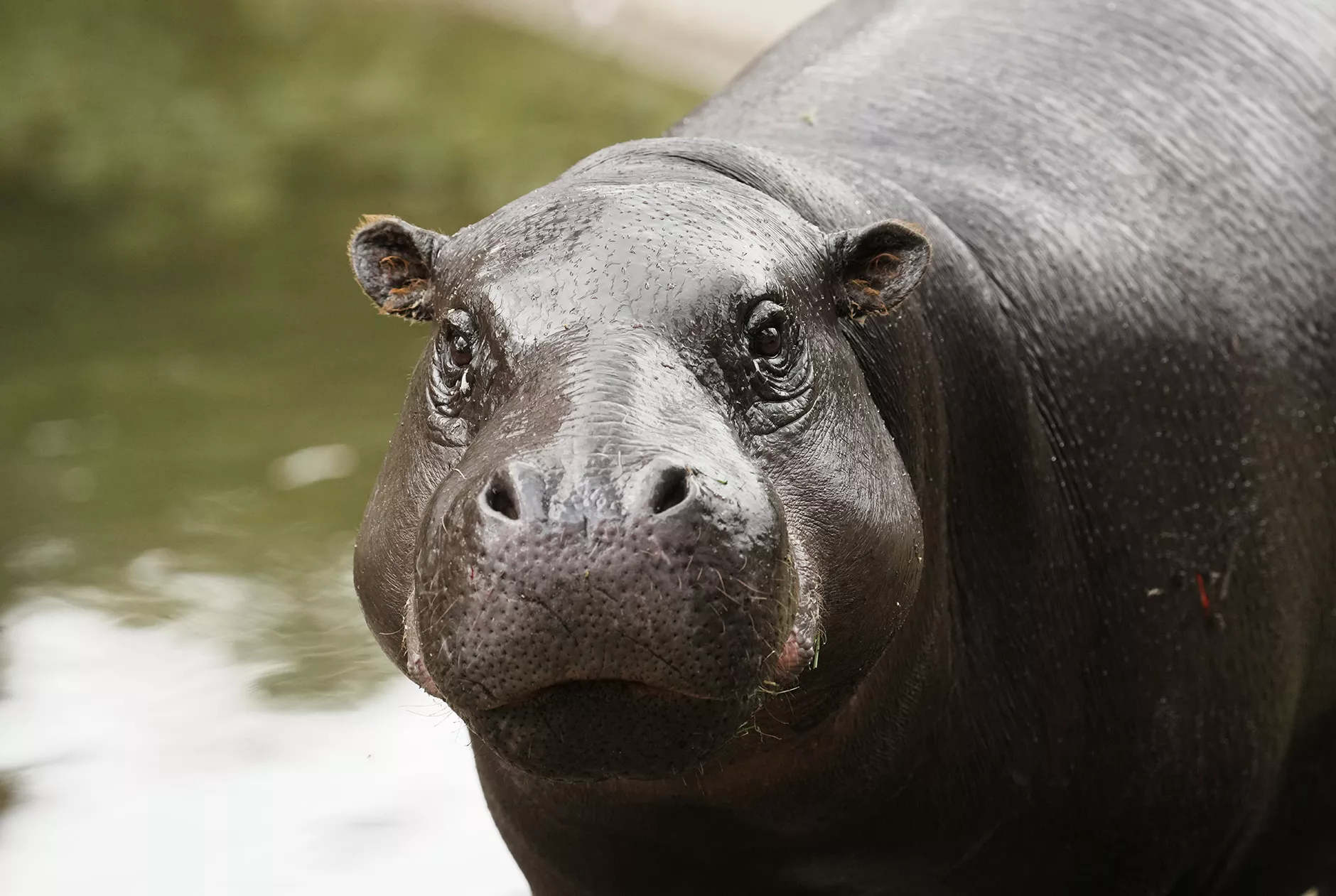 Zwergflusspferd