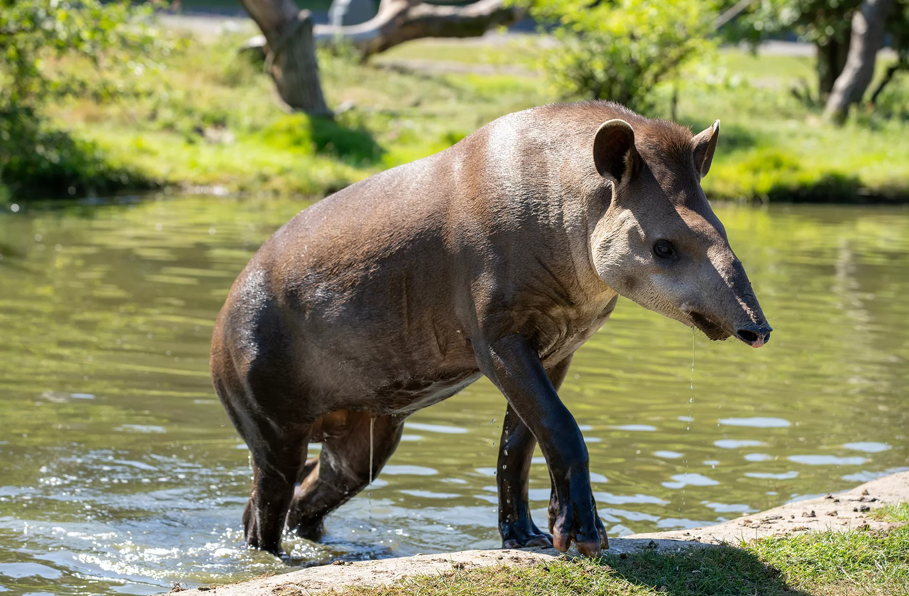 Tapir