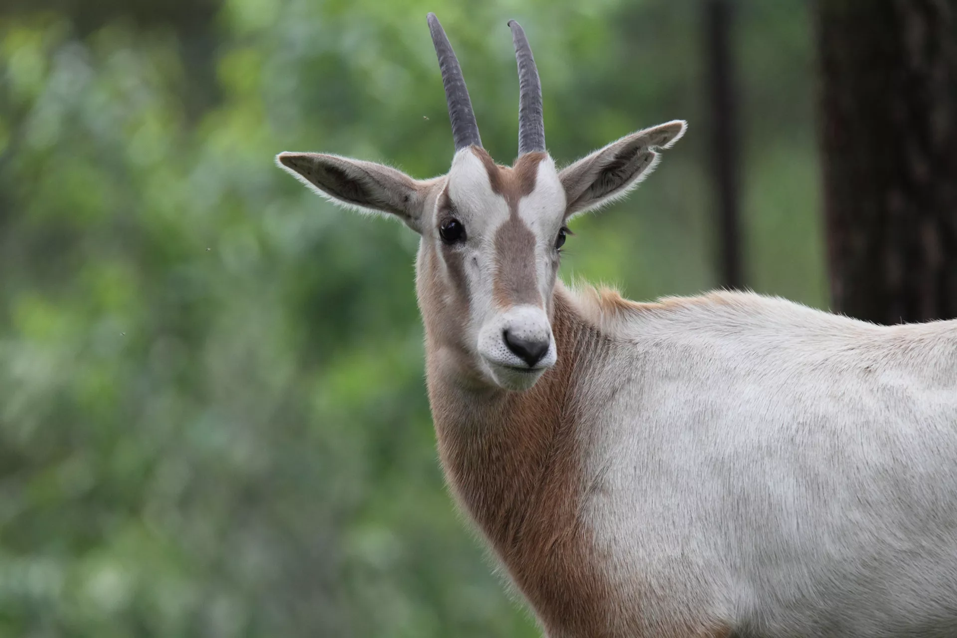 Säbelantilope